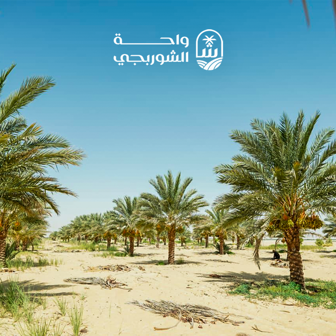 Palm Growth Stages in ElShorbagy Bashayer Farms