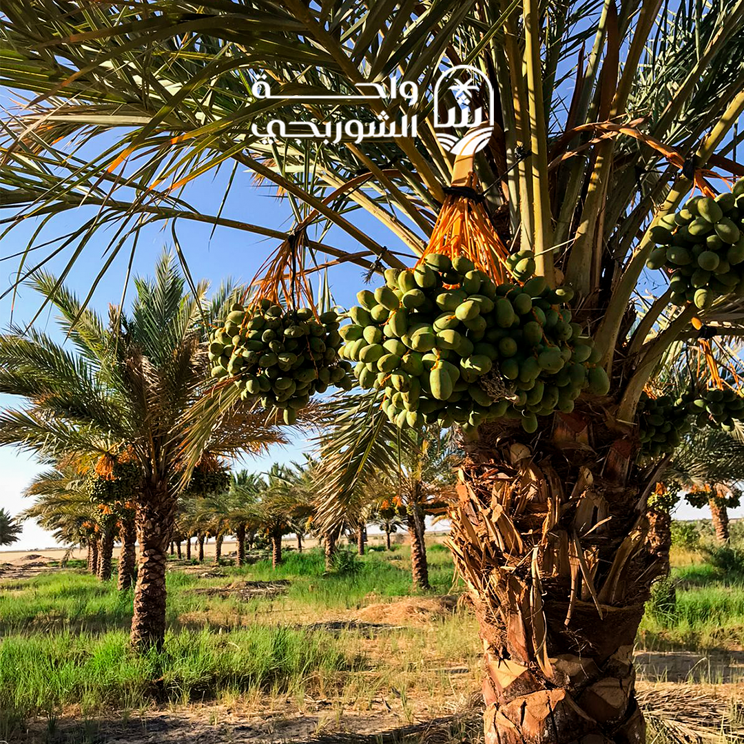 Palm Growth Stages in ElShorbagy Bashayer Farms